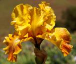 Florentine Gold - fragrant tall bearded Iris