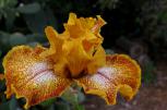 Florentine Gold - Tall bearded Iris