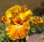 Florentine Gold - fragrant tall bearded Iris