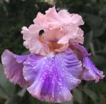 Florentine Silk - tall bearded Iris