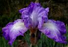 Forever in Love - Reblooming fragrant tall bearded Iris