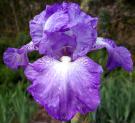 Forever in Love - fragrant reblooming tall bearded Iris