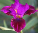 Forte - fragrant SDB Standard Dwarf bearded