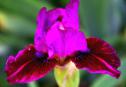 Forte - fragrant SDB Standard Dwarf Bearded