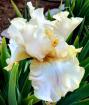 Frances Iva Noid - Reblooming tall bearded Iris