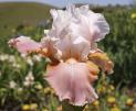 Frappe - tall bearded Iris