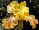Free Will - fragrant tall bearded Iris