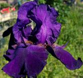 Fright Night - tall bearded Iris