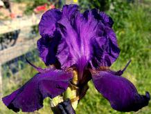 Fright Night - Tall bearded Iris