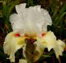 Frontier Lady - tall bearded Iris