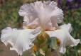 Frosting - fragrant tall bearded Iris