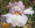 Frosting - fragrant tall bearded Iris