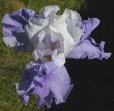 Full Compliment - fragrant tall bearded Iris