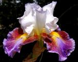 Get Back - fragrant tall bearded Iris