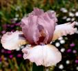 Gift of Dreams - tall bearded Iris
