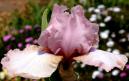 Gift of Dreams - tall bearded Iris