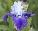 Glistening Icicle - Reblooming tall bearded Iris