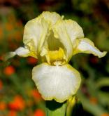 Golden Globe - fragrant reblooming SDB Standard Dwarf Bearded