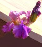 Gossett's Gamble - fragrant tall bearded Iris