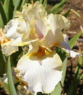 Gothic - Reblooming fragrant tall bearded Iris