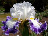 Grand Bargain - Reblooming fragrant tall bearded Iris