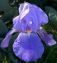 Great Lakes - tall bearded Iris