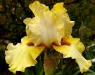 Green Prophecy - tall bearded Iris