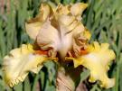 Green Prophecy - Tall bearded Iris