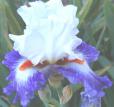 Gypsy Lord - tall bearded Iris