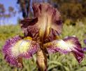 Halloween Moon - tall bearded Iris