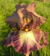 Halloween Moon - tall bearded Iris