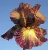 Halloween Moon - Tall bearded Iris