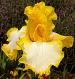 Happy Again - tall bearded Iris