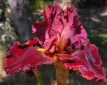 Hearts on Fire - tall bearded Iris