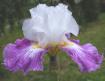 Heaven's Door - tall bearded Iris