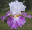 Heaven's Door - tall bearded Iris