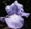 Helen McGregor - tall bearded Iris