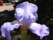 Helen McGregor - tall bearded Iris