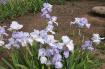 Helen McGregor - Tall bearded Iris