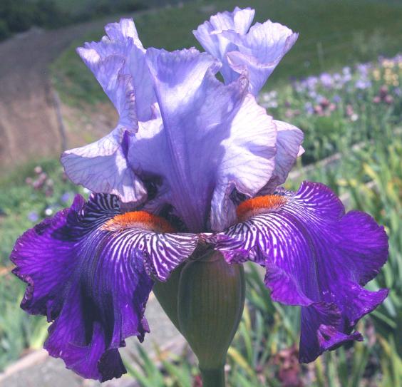 Helen's Melody - fragrant tall bearded Iris