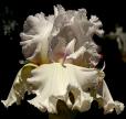 High Impact - Reblooming fragrant tall bearded Iris