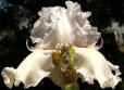 High Impact - fragrant reblooming tall bearded Iris