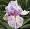 Hit and Miss - tall bearded Iris