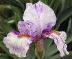 Hit and Miss - tall bearded Iris