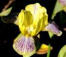 Holiday in Mexico - fragrant reblooming MDB Miniature tall Bearded Iris