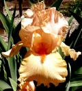 Honey Way - Intermediate bearded Iris