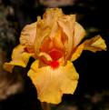 Honey Way - Intermediate bearded Iris