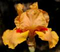 Honey Way - Intermediate bearded Iris