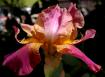 Horned Rosyred - Tall bearded Iris