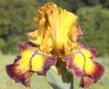 Hot Streak - tall bearded Iris